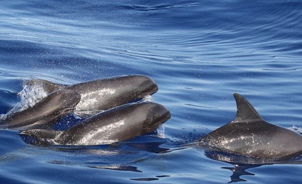 Учёные открыли гибрид кита и дельфина