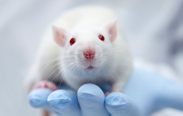 Ученые: Еда один раз в день продлила жизнь мышей