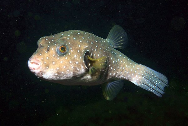 Три новых вида глубоководных рыб учёные нашли в Тихом океане