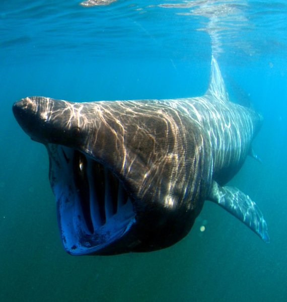 Гигантская акула своими прыжками из воды опередила большую белую