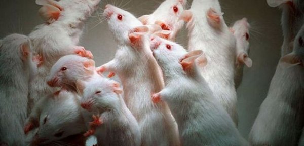 Генно-модифицированная кожа уберегла мышей от кокаиновой зависимости