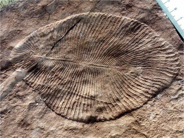 Российские учёные нашли останки животного, жившего на Земле более 550 млн лет назад