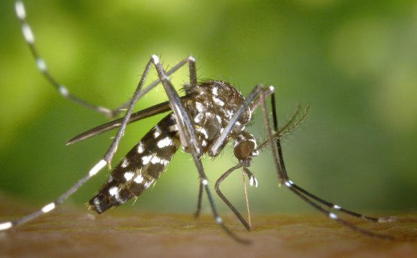 Ученые поместили 240 комаров в один кубический сантиметр для почтовой пересылки