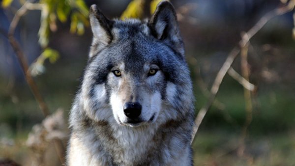 Ученые отследили волка из Чернобыльской зоны