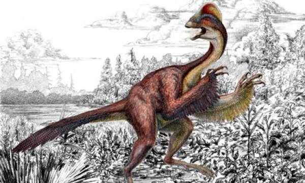 Ученые нашли новый вид, значащийся между динозаврами и птицами