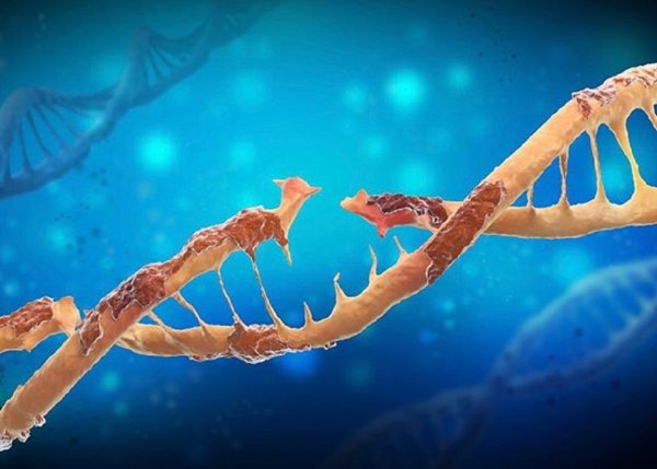 Ученые: Асимметричность нитей ДНК приводит к росту числа мутаций