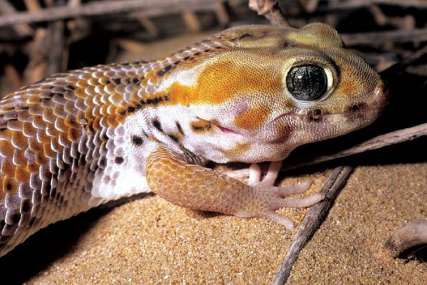 Ученые поняли, как гекконам удается бегать по воде