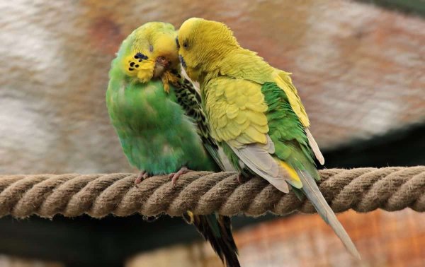 Учёные выявили причины долголетия попугаев путём анализа их генома