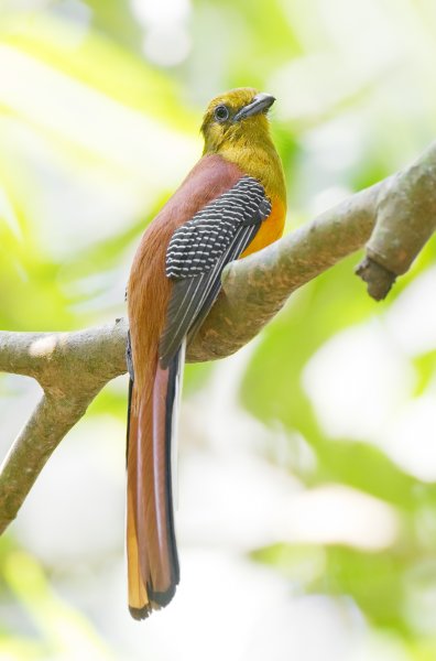 Учёные определили причину цветового разнообразия перьев птиц