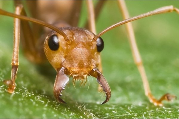 Ученые: Обладателями самых быстрых движений на планете стали муравьи