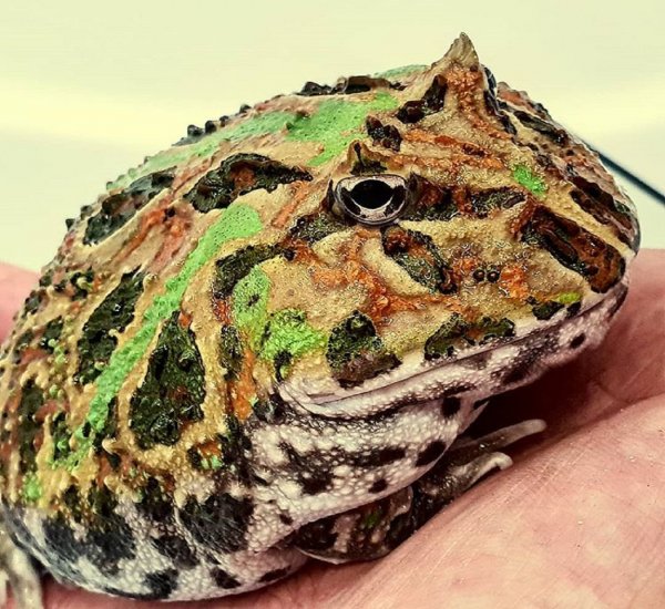 В реке Меконг обнаружили рогатую жабу и сома-блина