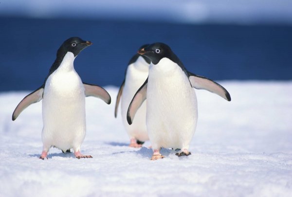 Ученые: Суперколония пингвинов оставалась скрытой около 3 тысяч лет