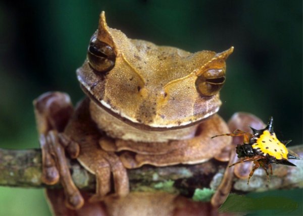 В Эквадоре обнаружили редкий вид лягушки