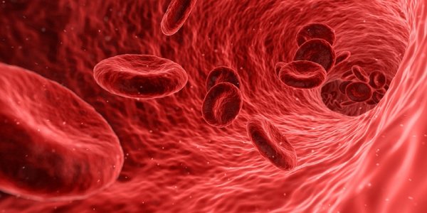 Ученые «перепрограммировали» кровь человека в стволовые клетки нервной системы