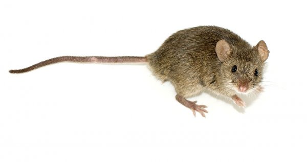 В Китае ученые впервые получили потомство от однополых мышей