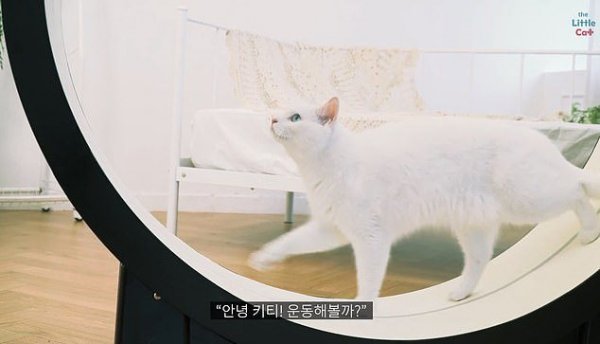 Корейские ученые показали «умную» беговую дорожку для кошек