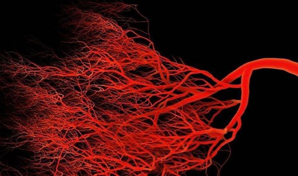Канадские ученые вырастили кровеносные сосуды в лаборатории