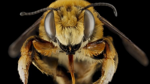 Ученые выявили у пчел способность к складыванию и вычитанию