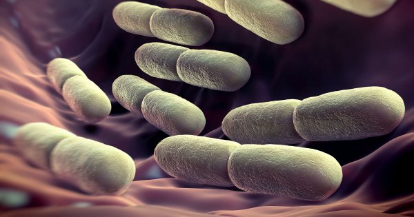Ученые выявили в кишечнике человека около 2 тысяч неизведанных микробов