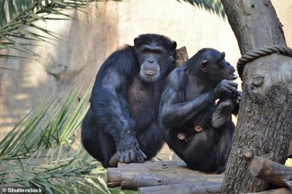 Ученые: Шимпанзе умеют общается по-человечески