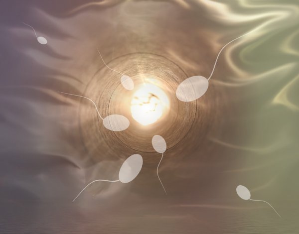 Генетики выяснили, что «старая» сперма даёт более здоровое потомство