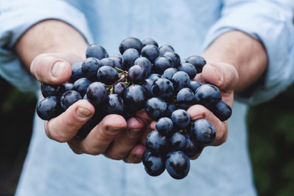 Ученые объяснили причину образования плазмы из винограда в микроволновке