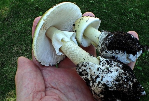 Человечество в опасности: Самый ядовитый в мире гриб появился в Европе