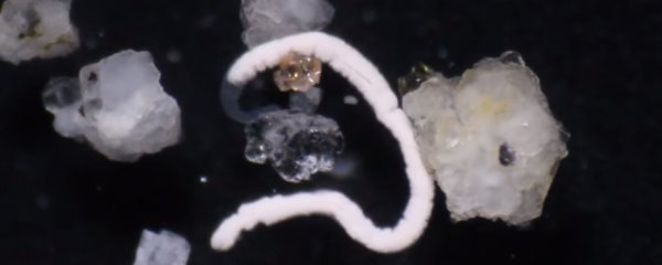 Без рта и пищеварительной системы: Биологии раскрыли секреты питания морских червей