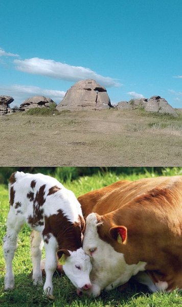 Моча древних людей помогла учёным выяснить историю скотоводства