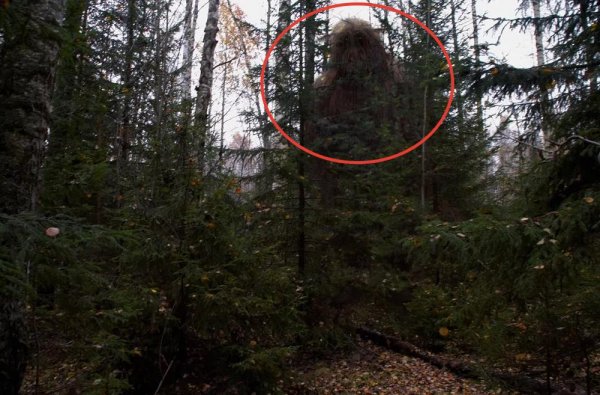 Отродье Сатаны: Забытые Богом деревни Сибири терроризирует неизвестное существо – ведун