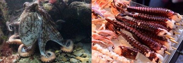 Ресторанный бизнес уничтожит «умных» осьминогов – Учёные