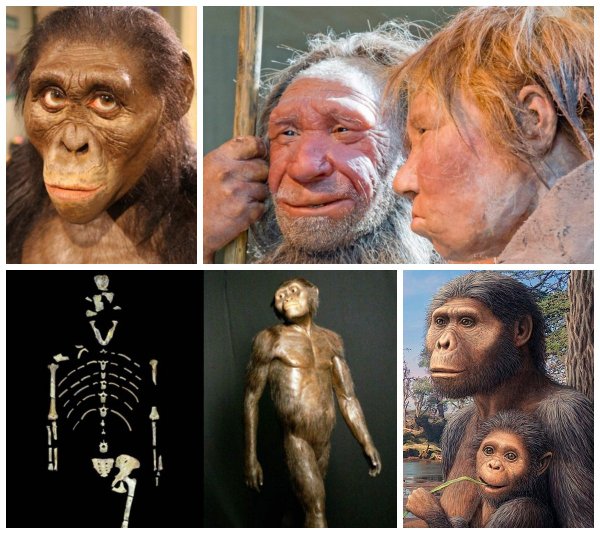 Самка Люси мать Homo sapiens? Учёные опровергли родство с австралопитеком