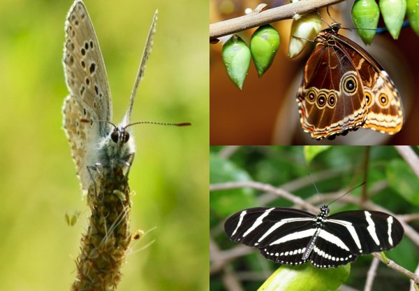 Учёные обнаружили новые виды бабочек благодаря особенностям гениталий