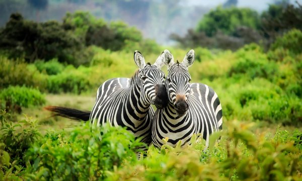 Учёные выяснили, почему зебры полосатые