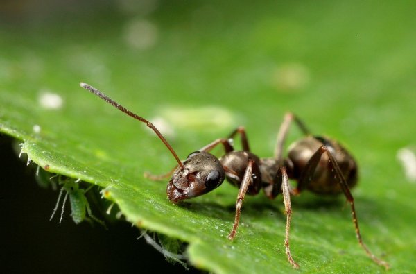 Всё как у людей: ученые выяснили, как «профессия» муравья влияет на его интеллект