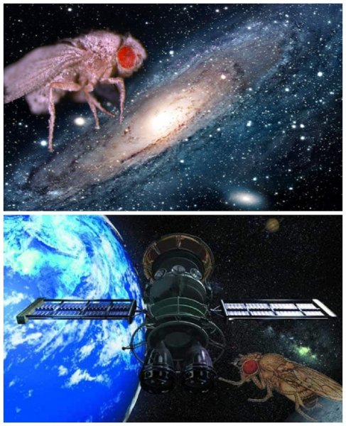 Мухи-пришельцы: Мутировавшие насекомые активно размножаются в космосе