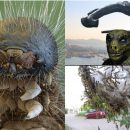 Нибиру применила биологическое оружие: Ядовитые гусеницы пожирают растения и нападают на россиян